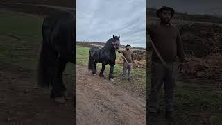 Meet Corbu  A Horse with Heart and Grace #animals  #horse #farmlife  #shortvideo #wildlife #shorts