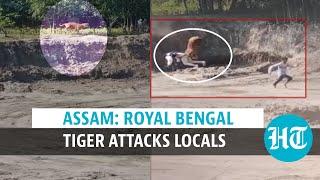 Watch: Royal Bengal Tiger attacks locals after straying out of Assam’s forest