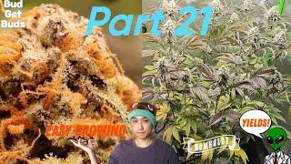 Seed to Harvest Part 21 (Robinhood VS Humboldt Seed Company VS Atlas Seeds). Plant Recovery!