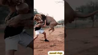 lion play with trainer️animals4k funny videomemes#shorts #viral #trending #short #youtubeshorts