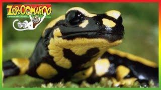  Zoboomafoo 264 | World of Legs | Animal shows for kids | Full Episodes | HD 