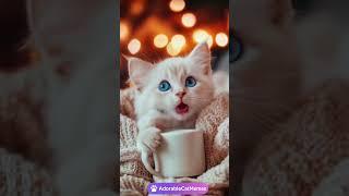  Cutest Fluffy Kitten On the Couch! You Won’t Believe It  #cat #kitten #cute  #catlovers