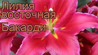 Лилия восточная Бакарди (lilium)  восточная лилия Бакарди обзор: как сажать, луковицы лилии Бакарди