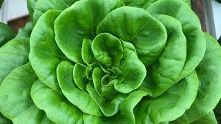 1 simple trick to double your yields for hydroponic lettuce!