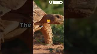 Majestic Clash _Lion vs Leopard #jungle #wildanimals #wildlife #safari