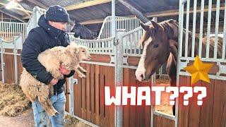 Catch the sheep, bring them to the horses. How is my brain? Wûnder and colts | Friesian Horses