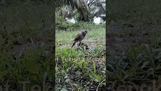 Suara Pikat tekukur semi penguku,tekanan rapat #tekukur #suara
