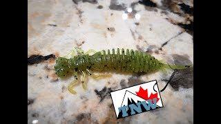 Larva, fits in with the bugs, from Fanatik Baits - The Hookup