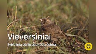 Vieversiniai