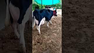 Denmark 40116 cow#shorts #cow