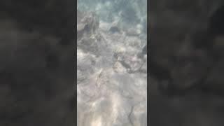 Море Шарм ель шейха Египет подводный мир