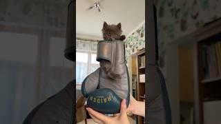 официальный профиль в инстаграм @greenhillrussia и покупай перчатки со скидкой 20% по промокоду FKR