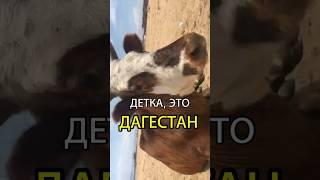 Это ДАГЕСТАН, детка #дагестан #коровы #каспий #каспийскоеморе #горы #кавказ #дербент #махачкала