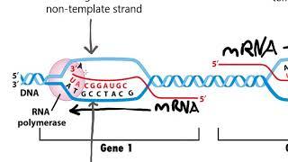 Coding Non-Coding Sense Antisense Template and Non-Template Strands