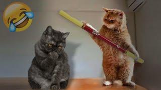 Try Not To Laugh Dogs And Cats  Best Funny Cats Videos 