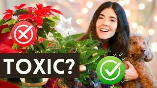 5 Christmas Holiday Plants You Should Never Give Dog or Cat Owners (and 5 pet-friendly alternatives)