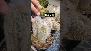 cactus  #hairy #nature #styleme #plantmama #plants #desertplants #exoticplants #lookatme