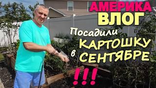 Используем находки из распаковки, лучше чем думали! Посадили картошку в сентябре, огород в США