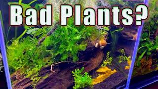 Think Twice About Adding These Plants: Are These Aquatic Plants More Trouble Than They're Worth?