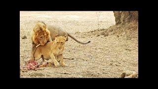 Lioness Flirts With Male Just to Steal His Food|animalplanet