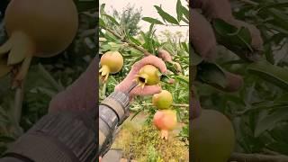 Pomegranate Pest Control Technique #farmingtech @HappyFarm85