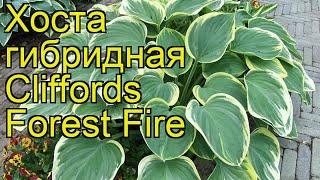 Хоста гибридная Клиффордс Форест Файер. Краткий обзор, описание hosta hybrida Cliffords Forest Fire