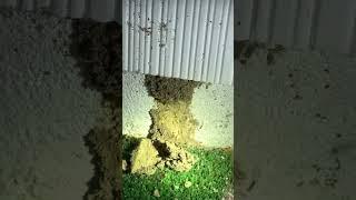 Active subterranean termites