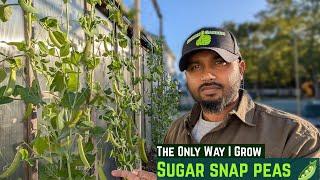 Sugar Snap Peas  🫛 "Growing & Harvest Tips"  wish I knew before #gardening #garden #greentgarden