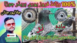 ferozpuri pigeon pakistan // ferozpuri kabotar