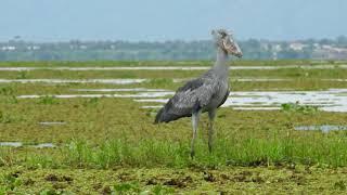 Shoebill flying away, 15 April 2018, Ntoroko, Lake Albert, Uganda