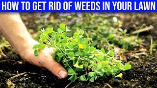 How To Get Rid Of Weeds In Your Lawn