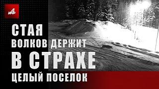 Стая волков держит в страхе целый поселок