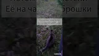 спасаем бездомную кошку.