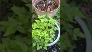 Got a good bit of Coriander plants #florida #gardening #farming101 #farmgrown #florida #nature#peace