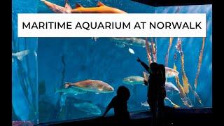 Maritime Aquarium: Everything You Need to Know