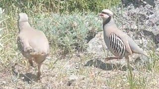 Bağlı Keklik Avı - Boncuk - Petek_189_ مطاردة الحجل куроnatka Rebhuhn Partridge Chakor ヤマウズラ   Perdi