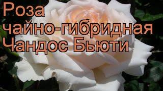 Роза чайно-гибридная Чандос Бьюти (chandos beauty)  обзор: как сажать, саженцы розы Чандос Бьюти