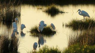 Restoring the Chesapeake Watershed