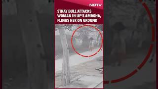 Stray Bull Attacks Woman In UP’s Amroha, Flings Her On Ground