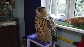 Yoll the eagle-owl is going to the village