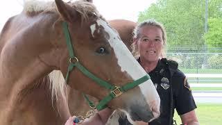 Horse eats reporter's microphone during interview