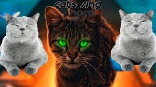 Cats Sing Believer By Imagine Dragons / Cats Singing Song 1 hora