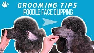 How to clip a standard poodle's face | Grooming Tips - TRANSGROOM