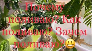 Почему поливаю ? Как поливаю ? Зачем поливаю ?#адениум #лечуза#орхидеи