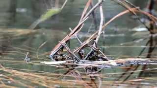 Common Green Darners