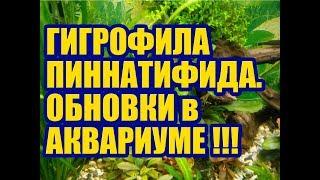 Гигрофила Пиннатифида (Hygrophila pinnatifida). ОБНОВКИ в АКВАРИУМЕ