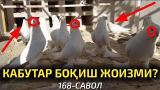 168-Савол: Кабутар боқиш жоизми? Абдуллоҳ Зуфар Ҳафизаҳуллоҳ