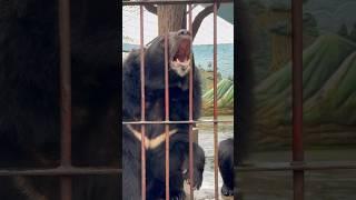 Bear at Zoo #subscribe #automobile #viralvideo #shorts