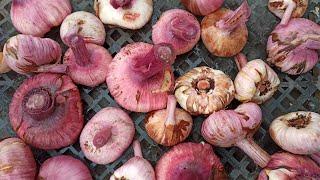 When to dig up gladioli and how to prepare gladiolus bulbs for winter storage