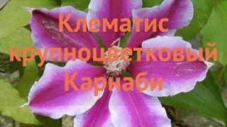 Клематис крупноцветковый Карнаби (clematis carnaby)  обзор: как сажать, саженцы клематиса Карнаби